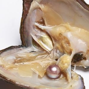 Open a genuine high value pearl